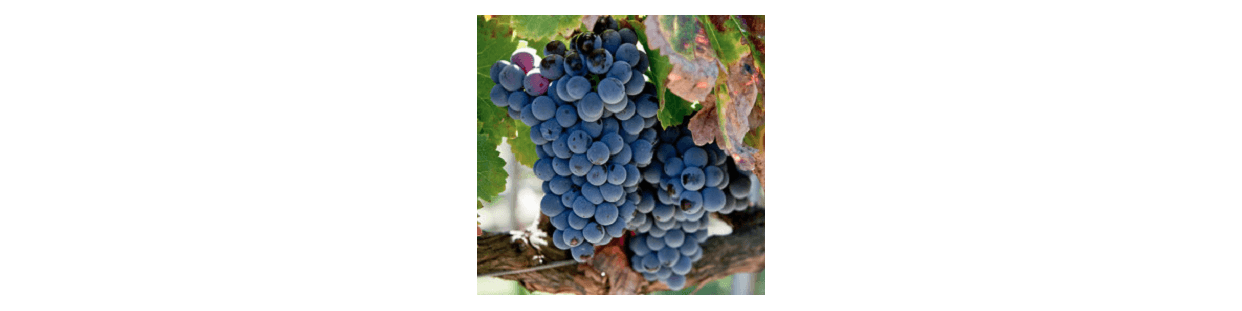 Grenache